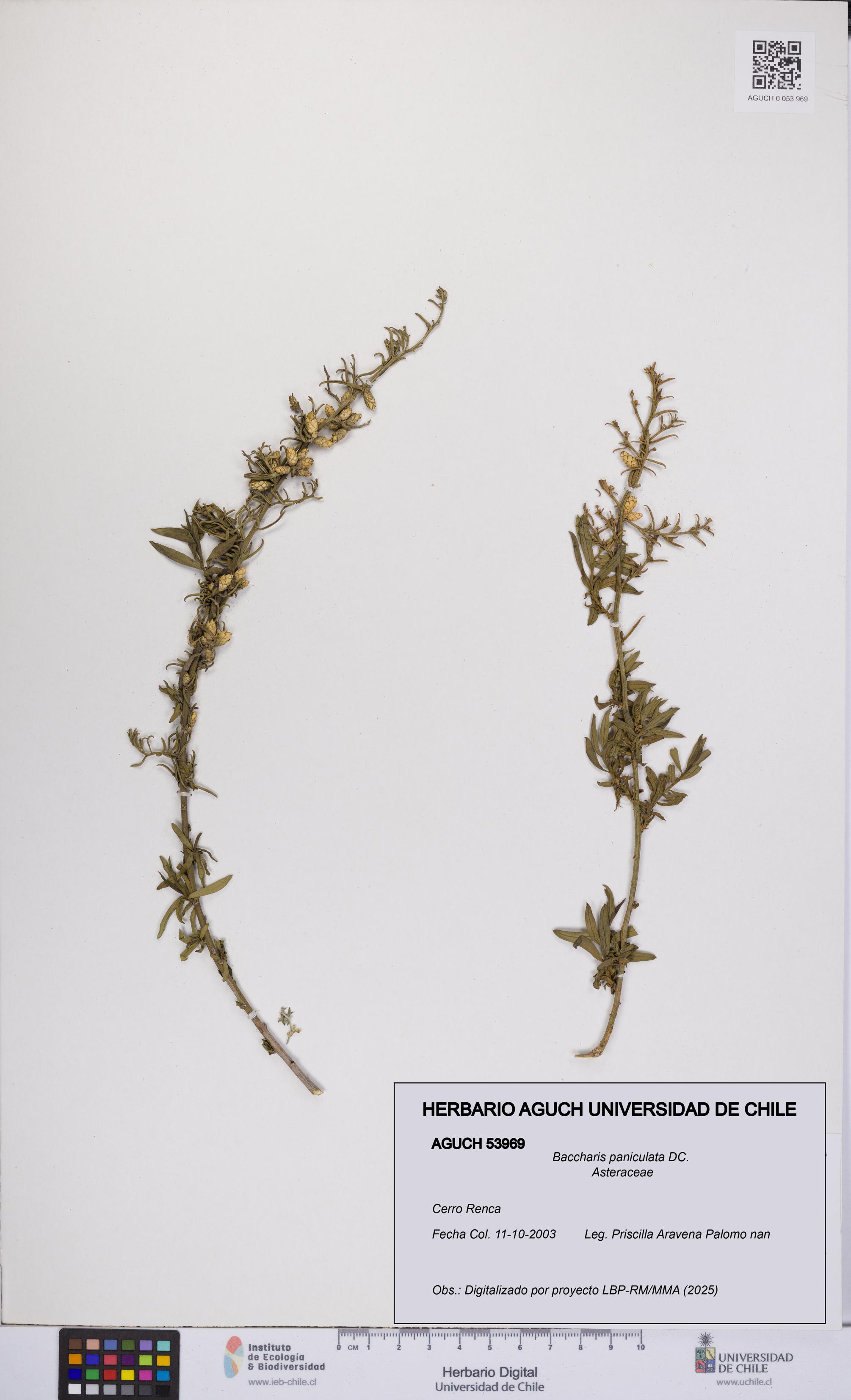 Baccharis paniculata [Espécimen: UCH:AGUCH:0053969]