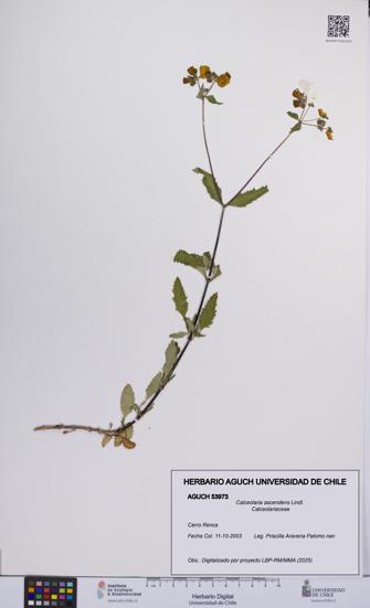 Calceolaria ascendens [Espécimen: UCH:AGUCH:0053973]