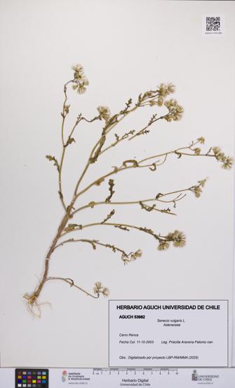 Senecio vulgaris [Espécimen: UCH:AGUCH:0053982]