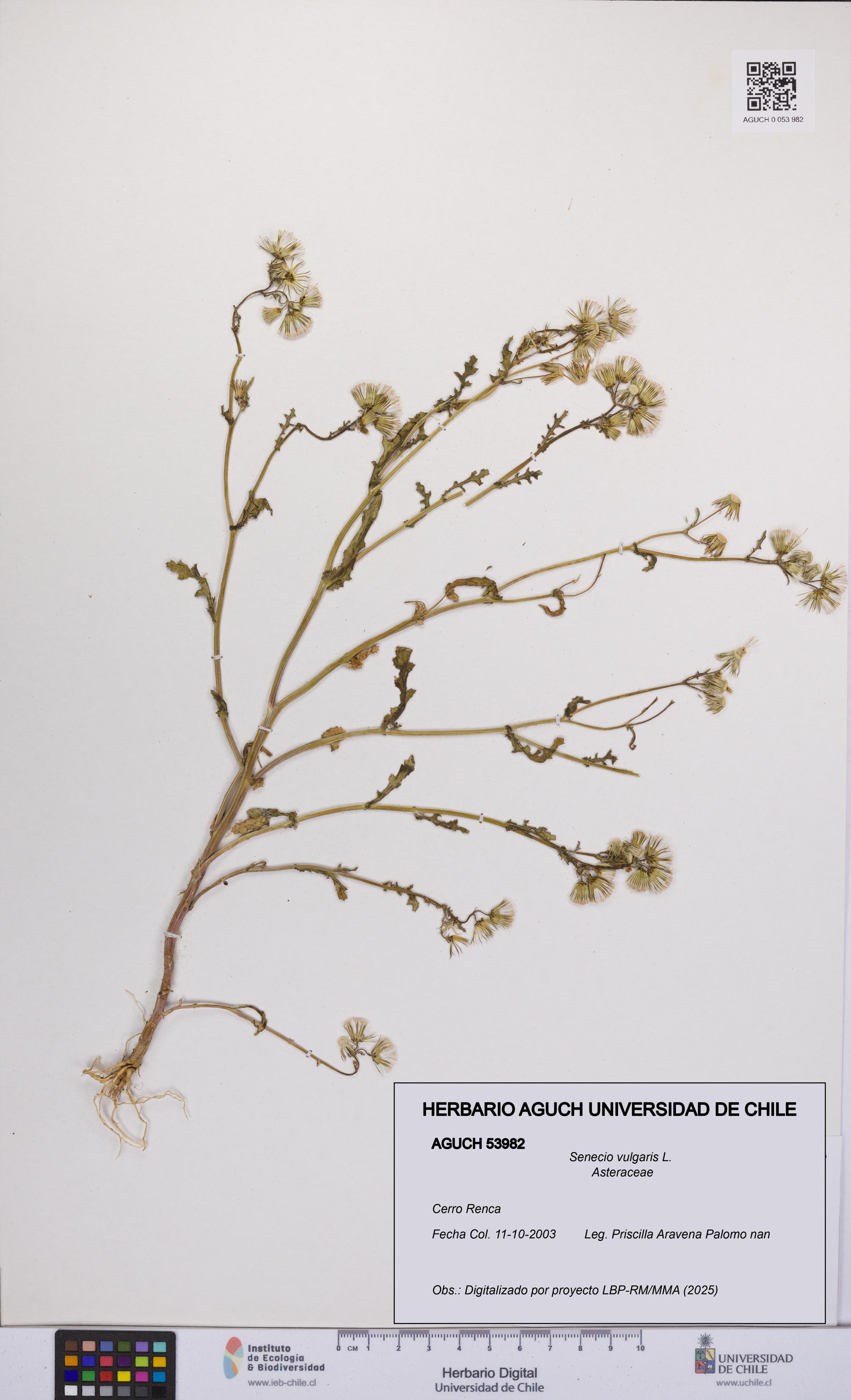 Senecio vulgaris [Espécimen: UCH:AGUCH:0053982]