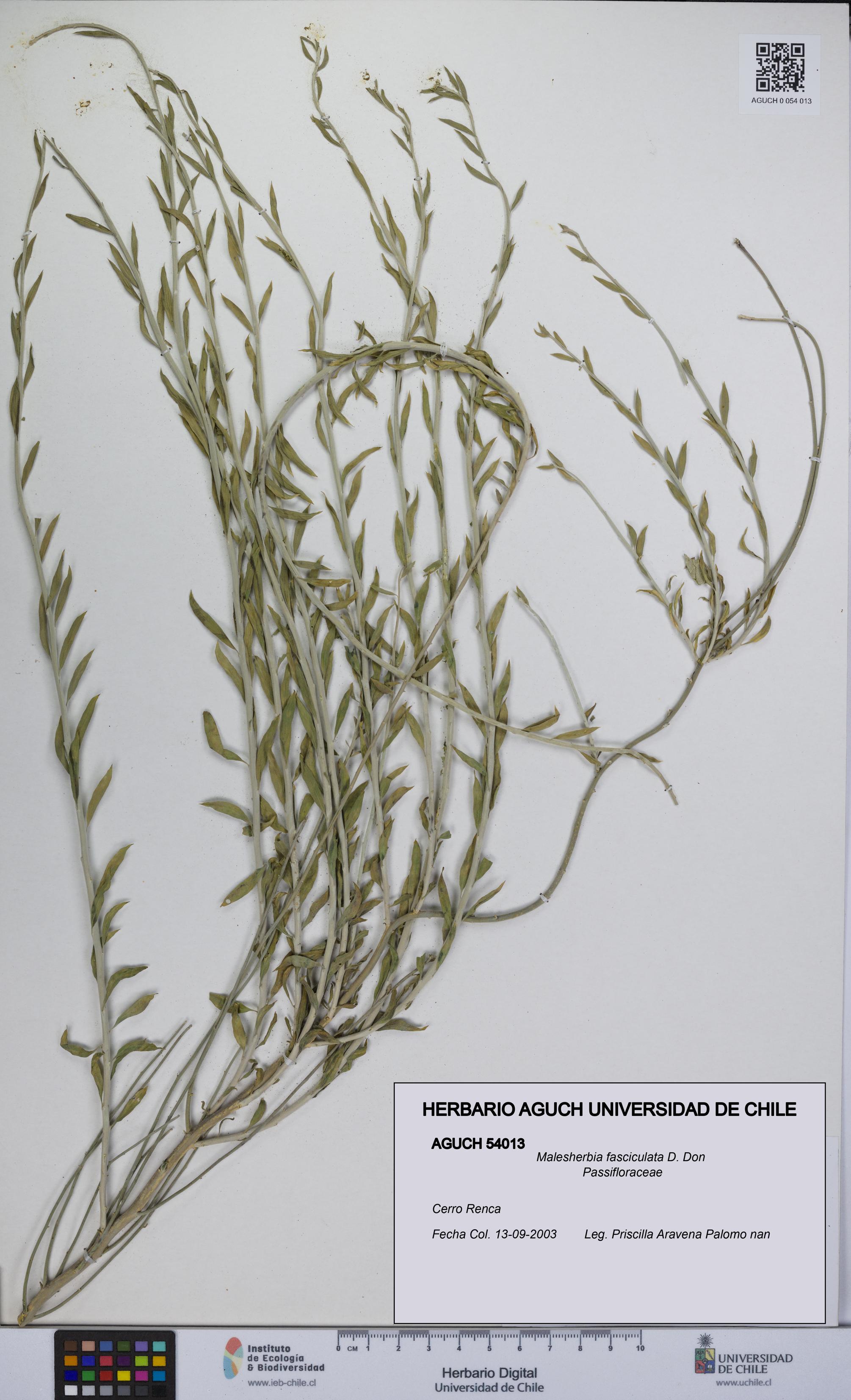 Malesherbia fasciculata [Espécimen: UCH:AGUCH:0054013]