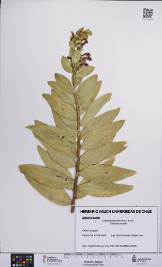 Lobelia polyphylla [Espécimen: UCH:AGUCH:0054030]