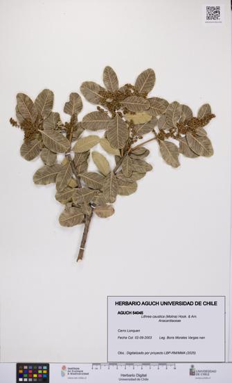 Lithrea caustica [Espécimen: UCH:AGUCH:0054045]