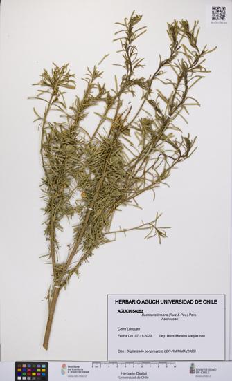 Baccharis linearis [Espécimen: UCH:AGUCH:0054053]