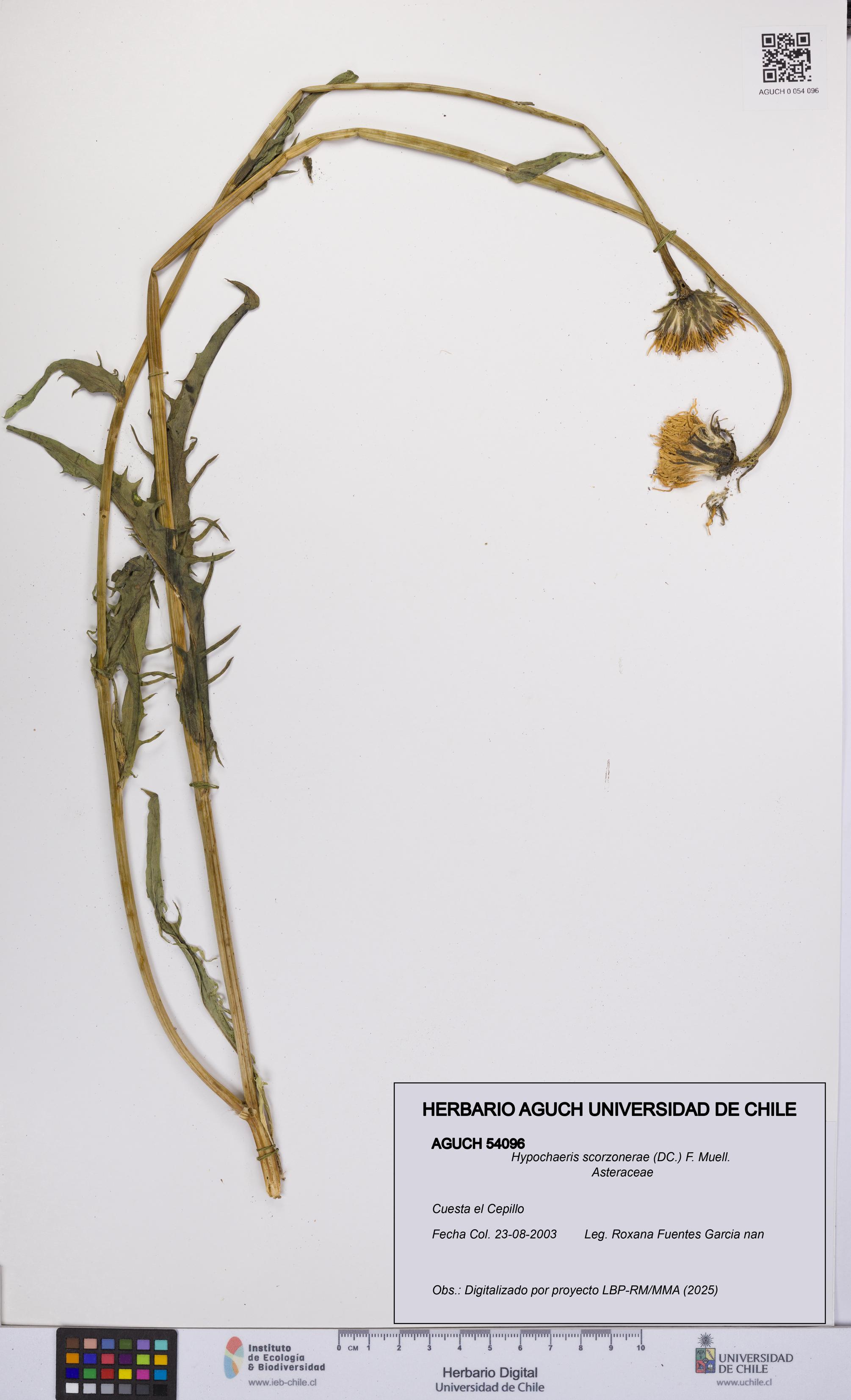 Hypochaeris scorzonerae [Espécimen: UCH:AGUCH:0054096]