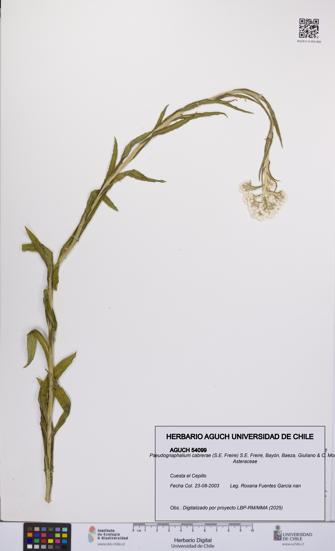 Pseudognaphalium cabrerae [Espécimen: UCH:AGUCH:0054099]