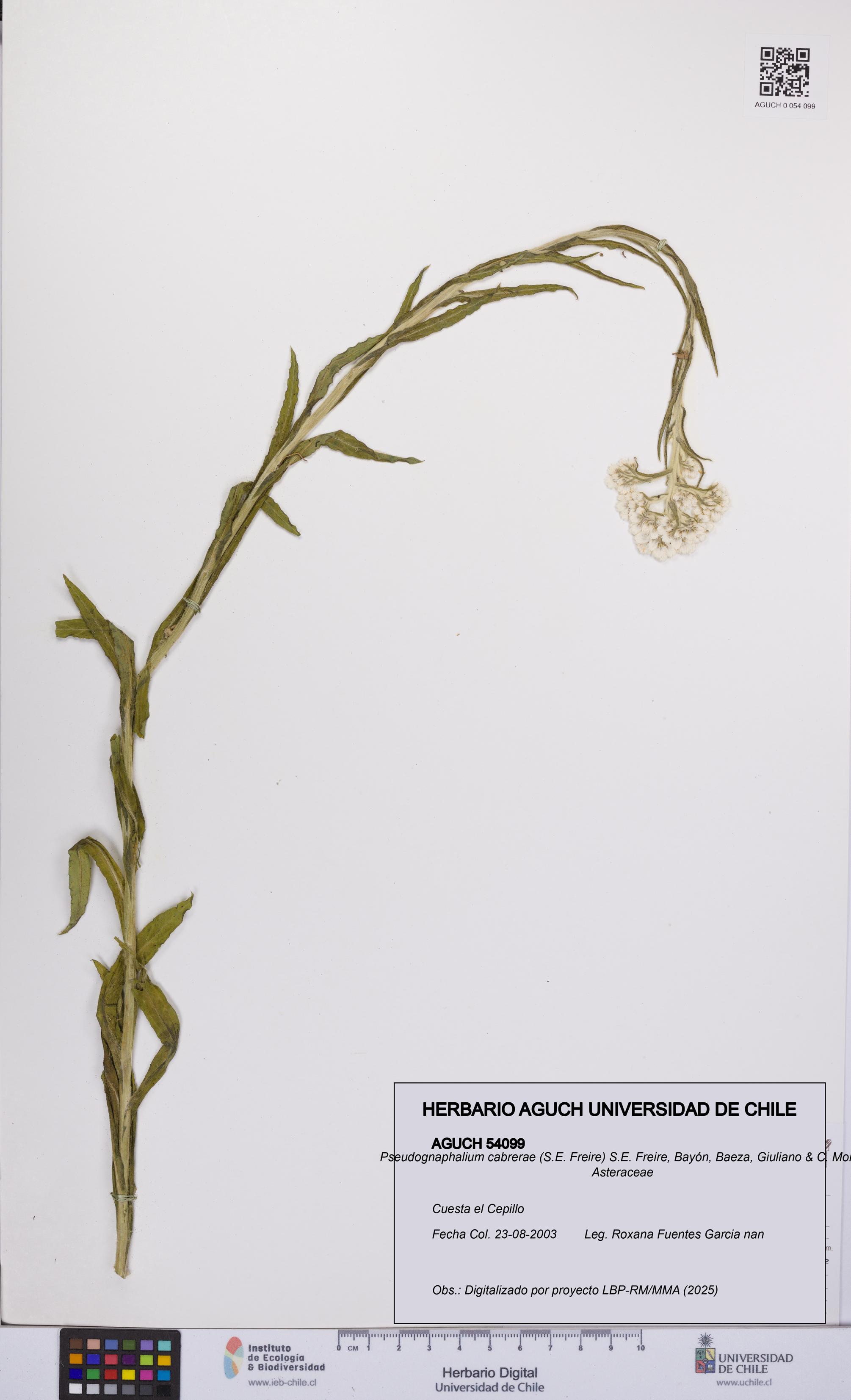 Pseudognaphalium cabrerae [Espécimen: UCH:AGUCH:0054099]