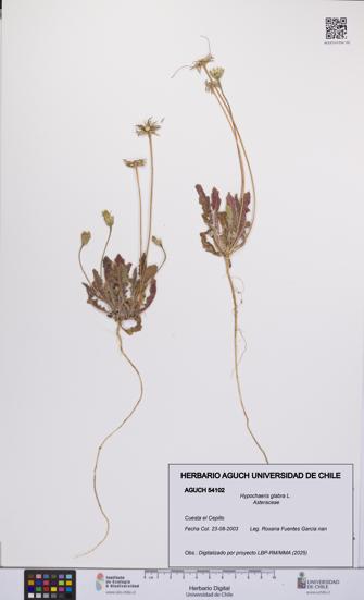Hypochaeris glabra [Espécimen: UCH:AGUCH:0054102]