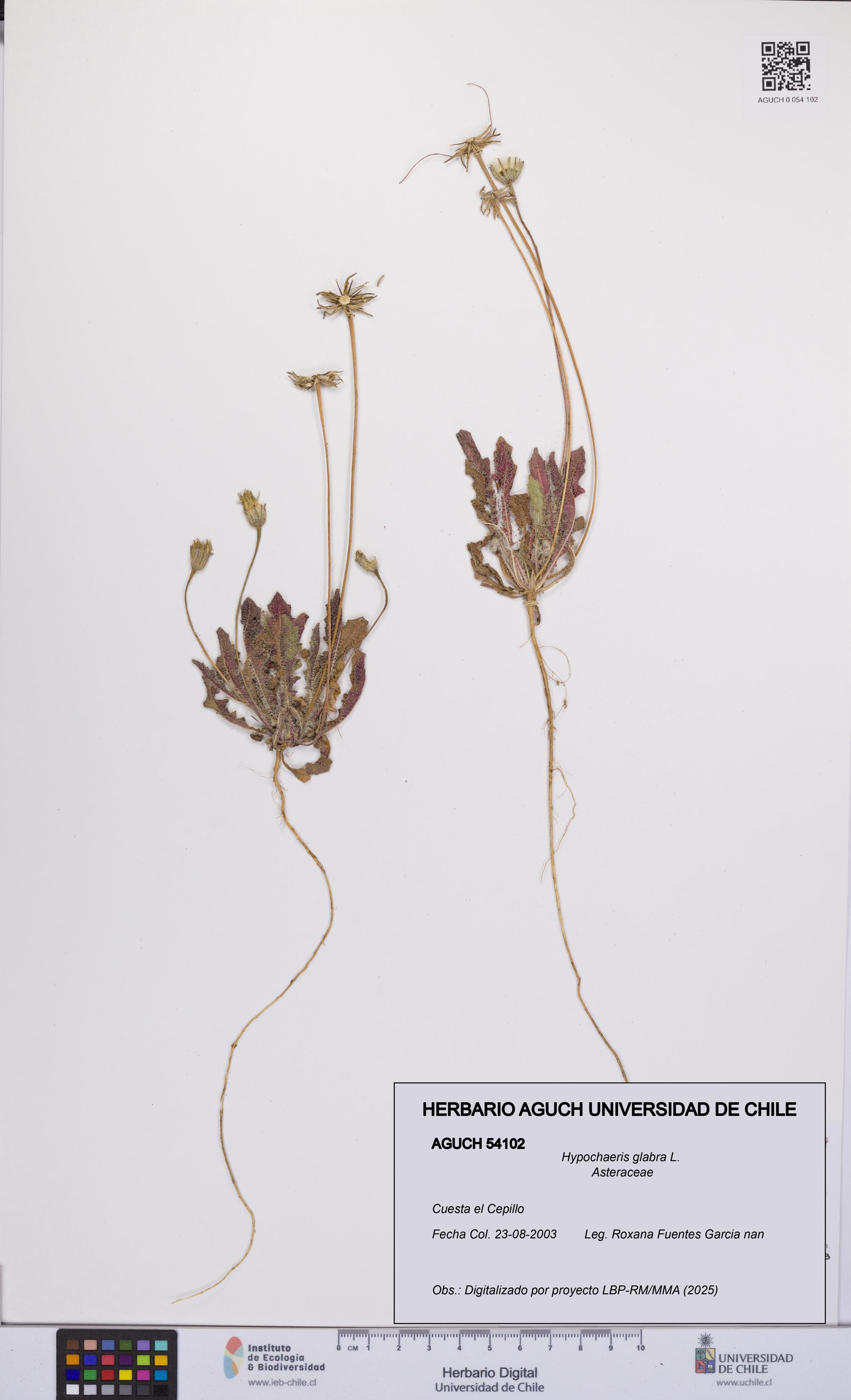 Hypochaeris glabra [Espécimen: UCH:AGUCH:0054102]