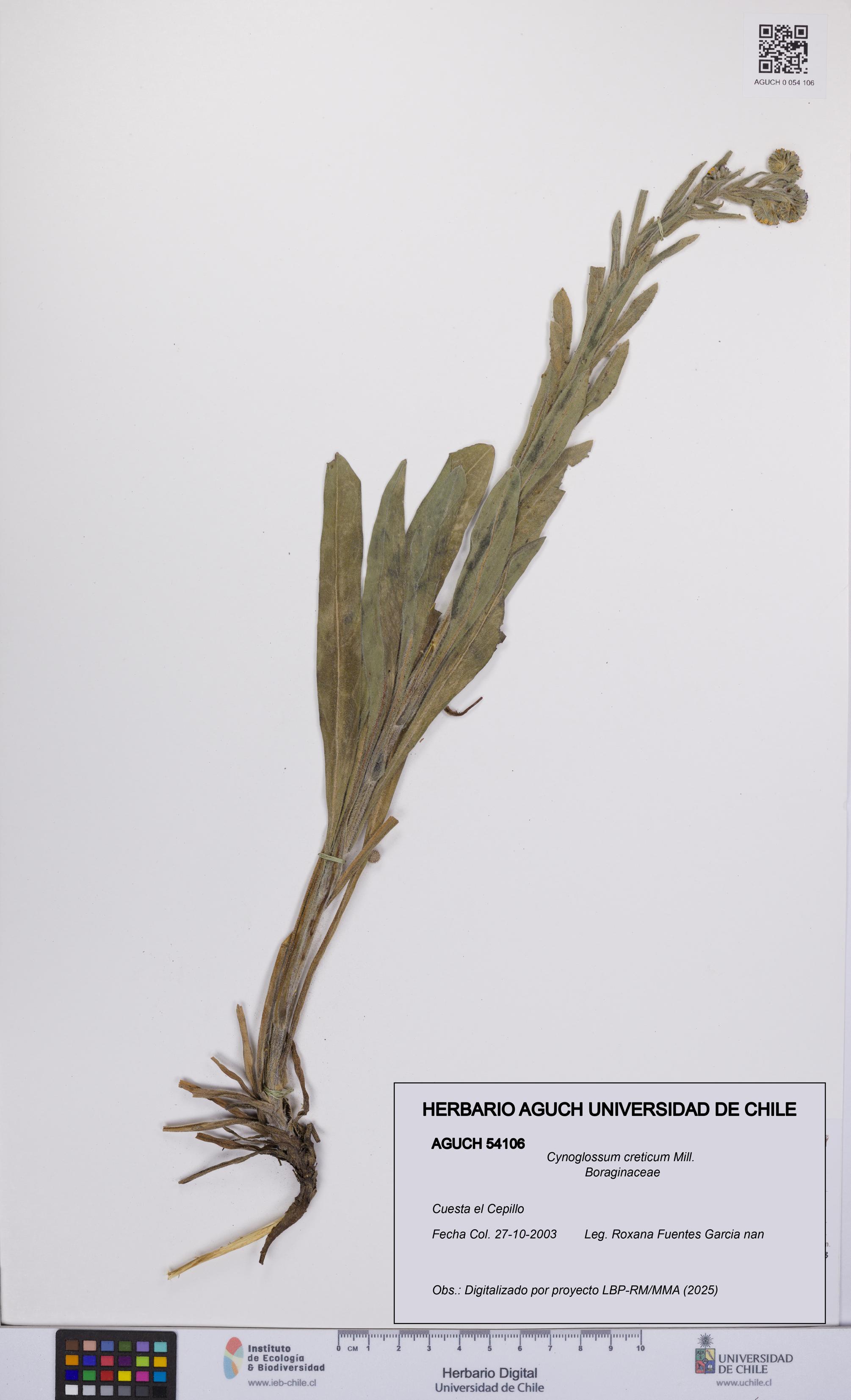 Cynoglossum creticum [Espécimen: UCH:AGUCH:0054106]