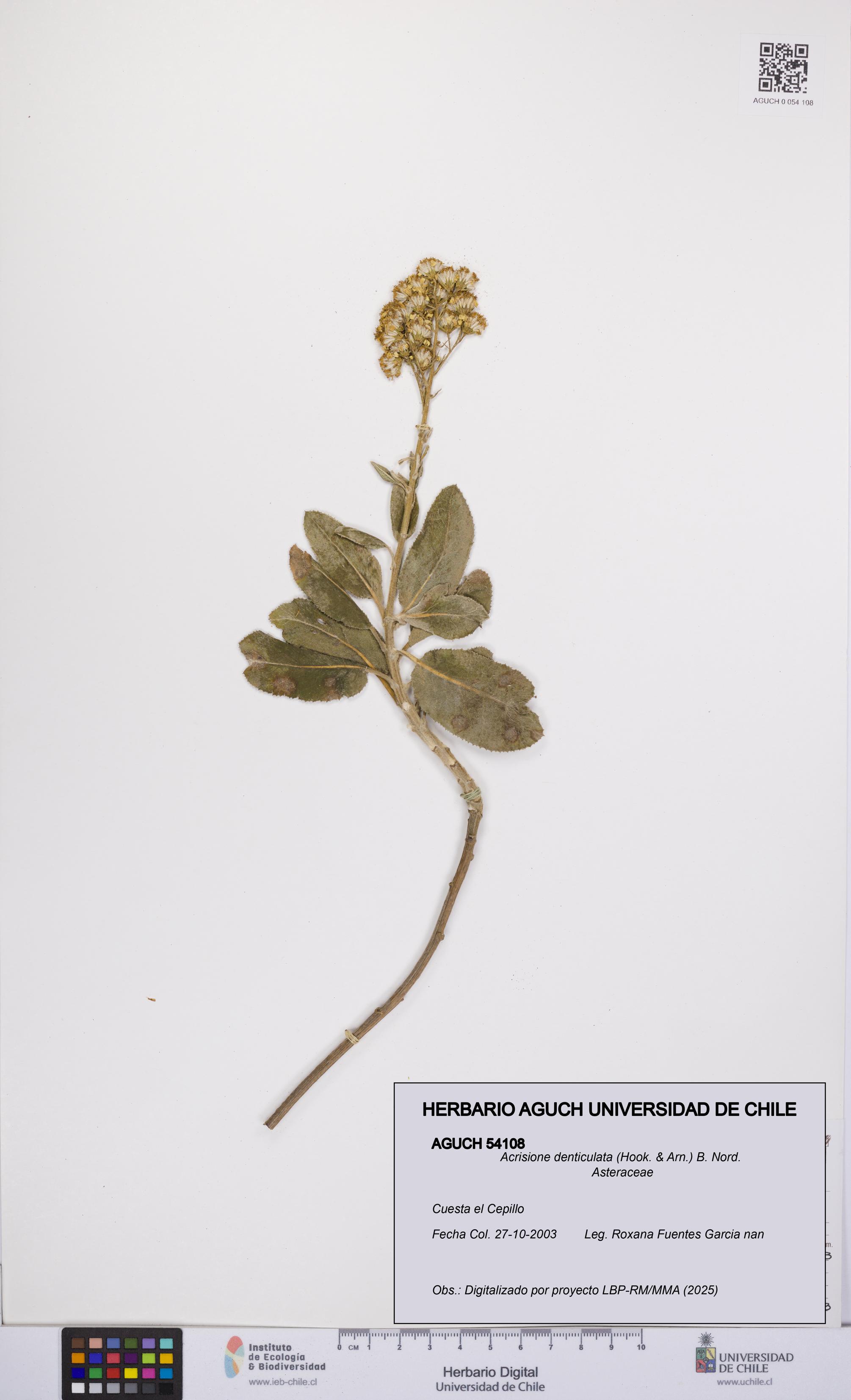 Acrisione denticulata [Espécimen: UCH:AGUCH:0054108]