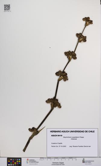 Sisyrinchium cuspidatum [Espécimen: UCH:AGUCH:0054110]