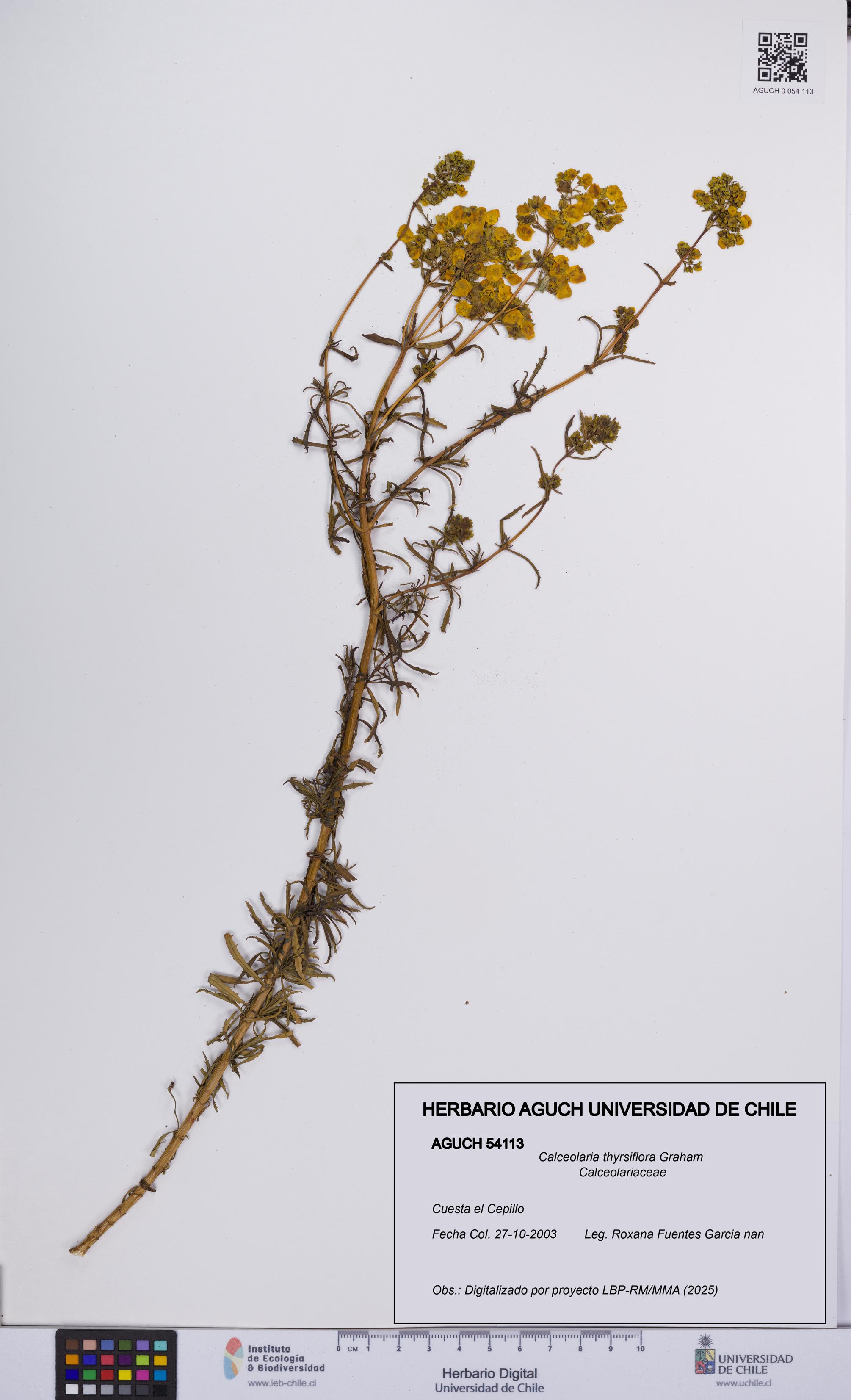 Calceolaria thyrsiflora [Espécimen: UCH:AGUCH:0054113]