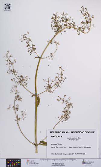 Valeriana stricta [Espécimen: UCH:AGUCH:0054114]