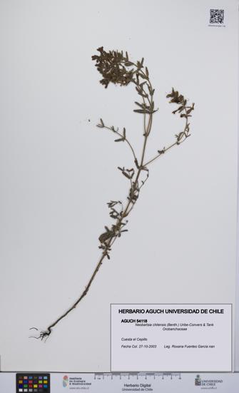 Neobartsia chilensis [Espécimen: UCH:AGUCH:0054118]