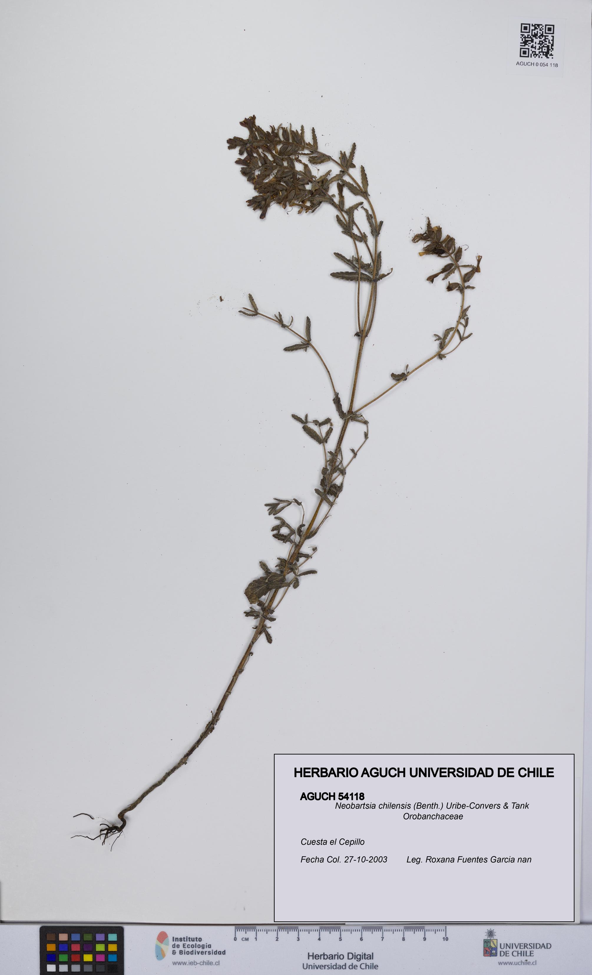 Neobartsia chilensis [Espécimen: UCH:AGUCH:0054118]