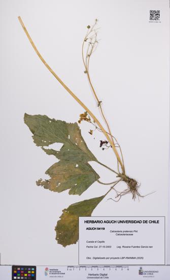 Calceolaria pratensis [Espécimen: UCH:AGUCH:0054119]