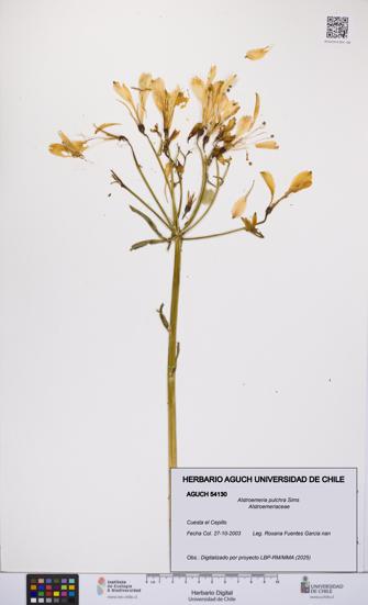 Alstroemeria pulchra [Espécimen: UCH:AGUCH:0054130]