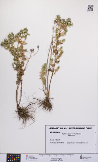 Triptilion spinosum [Espécimen: UCH:AGUCH:0054131]