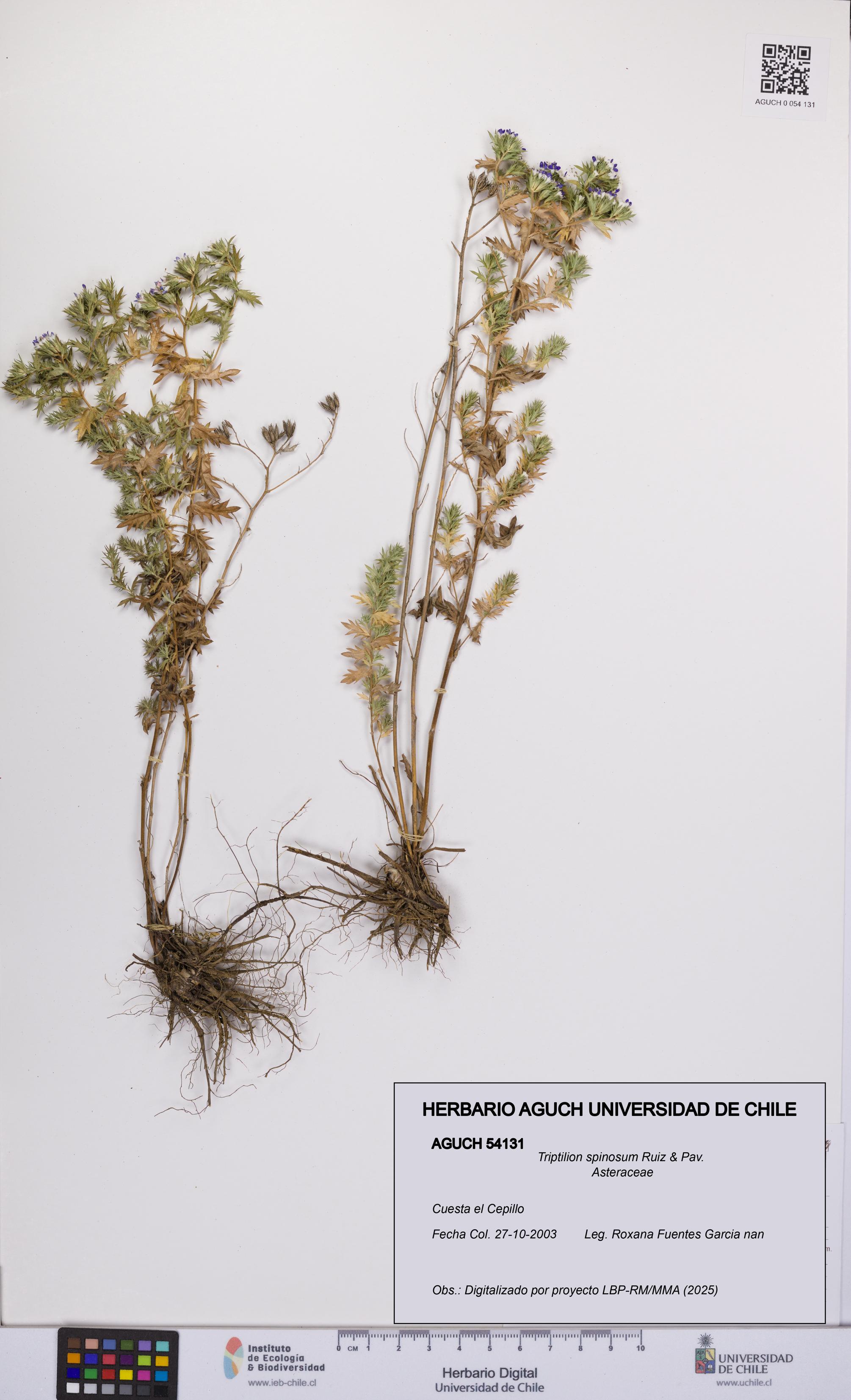 Triptilion spinosum [Espécimen: UCH:AGUCH:0054131]