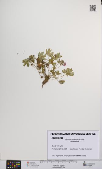 Geranium berteroanum [Espécimen: UCH:AGUCH:0054136]