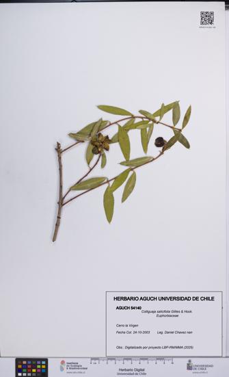 Colliguaja salicifolia [Espécimen: UCH:AGUCH:0054140]