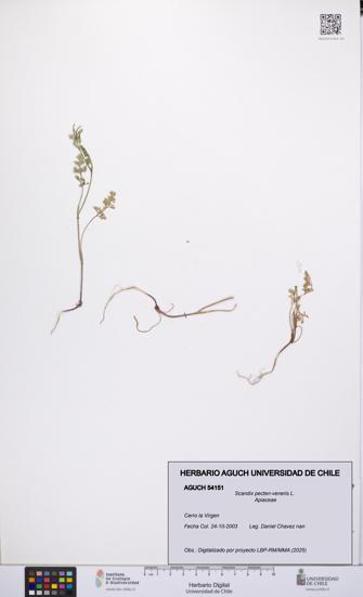 Scandix pecten-veneris [Espécimen: UCH:AGUCH:0054151]