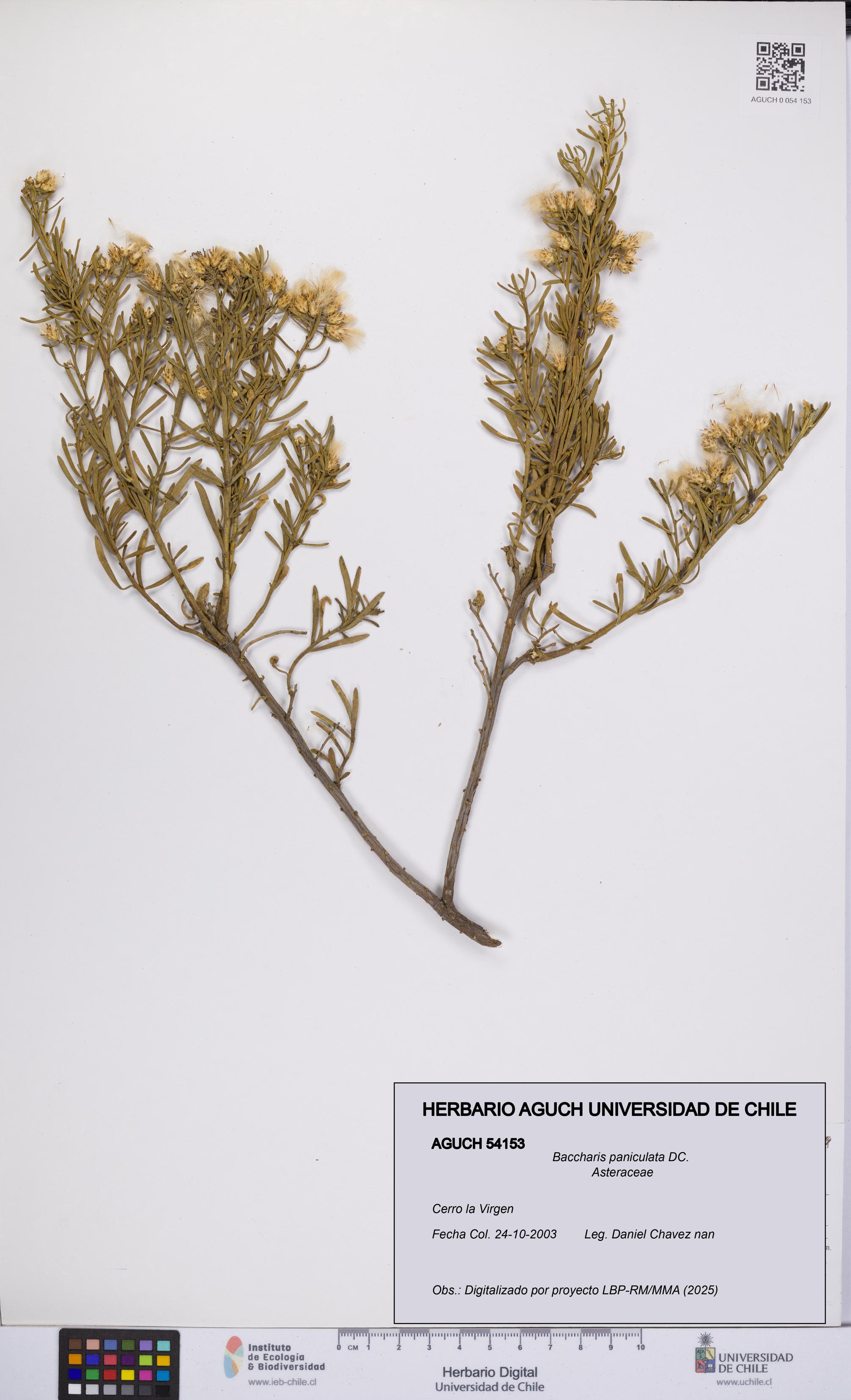 Baccharis paniculata [Espécimen: UCH:AGUCH:0054153]