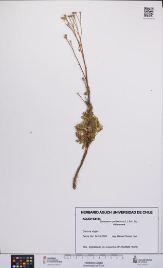 Tanacetum parthenium [Espécimen: UCH:AGUCH:0054154]