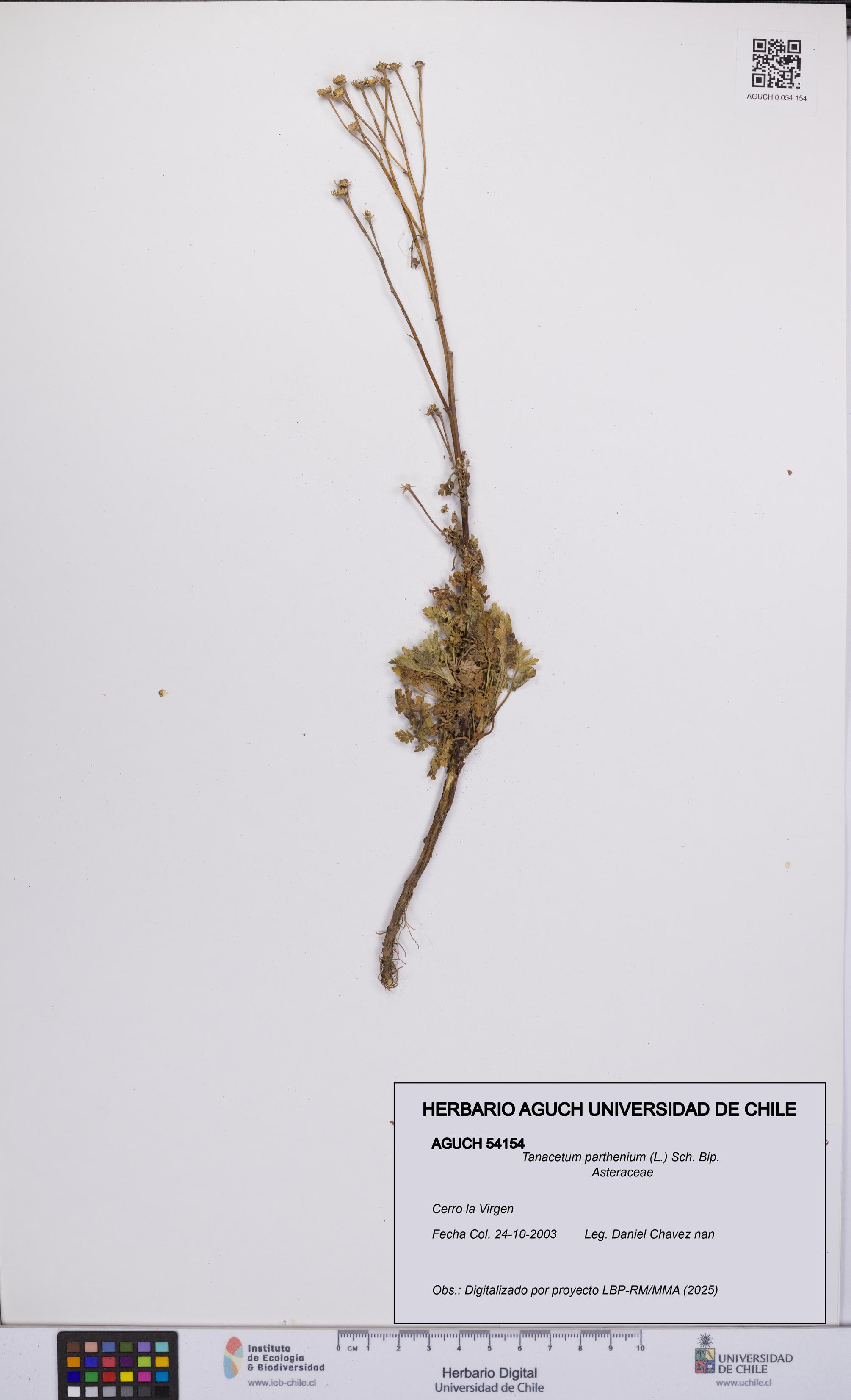 Tanacetum parthenium [Espécimen: UCH:AGUCH:0054154]