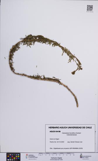 Calceolaria thyrsiflora [Espécimen: UCH:AGUCH:0054156]