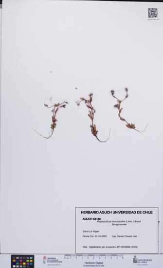 Plagiobothrys myosotoides [Espécimen: UCH:AGUCH:0054169]