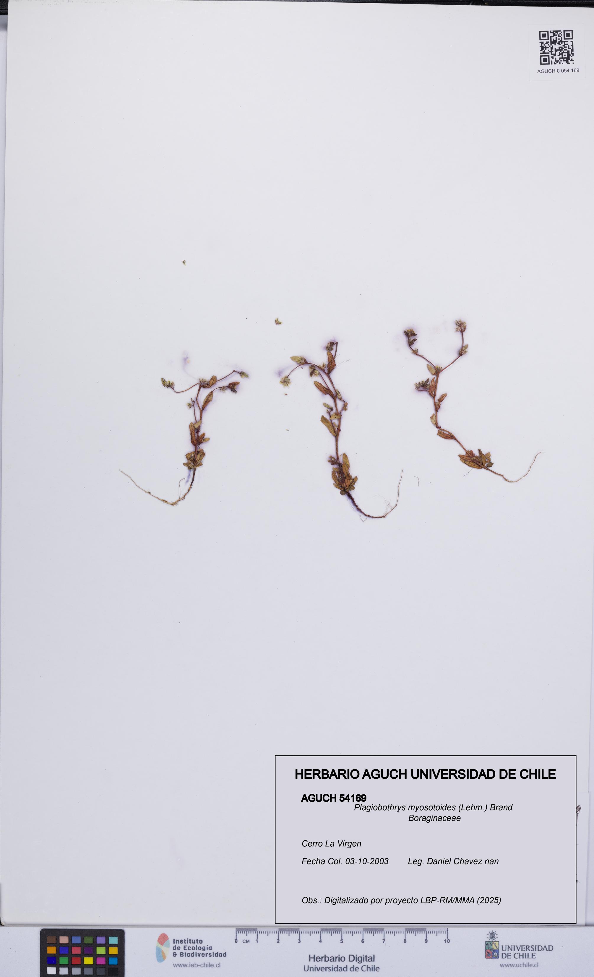 Plagiobothrys myosotoides [Espécimen: UCH:AGUCH:0054169]