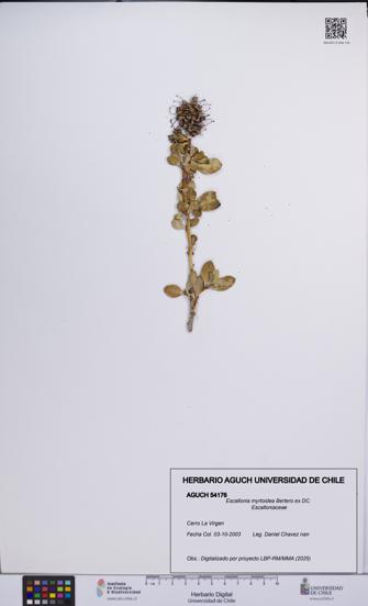 Escallonia myrtoidea [Espécimen: UCH:AGUCH:0054176]