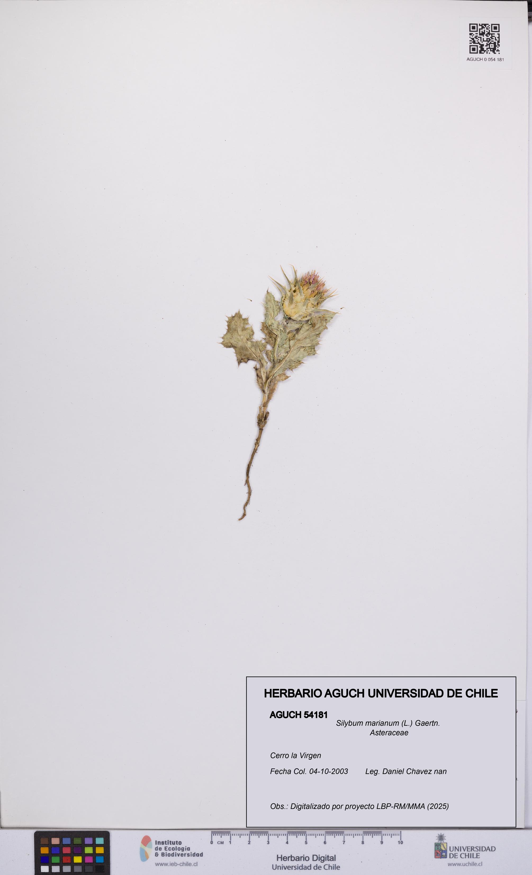 Silybum marianum [Espécimen: UCH:AGUCH:0054181]