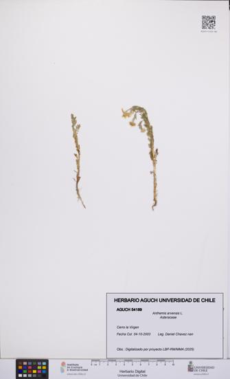 Anthemis arvensis [Espécimen: UCH:AGUCH:0054189]