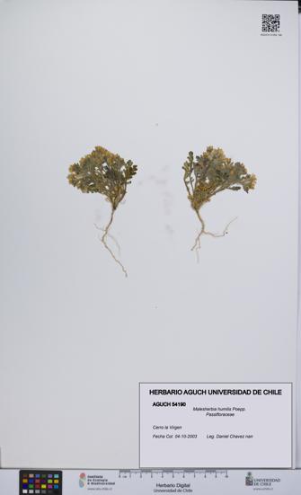 Malesherbia humilis [Espécimen: UCH:AGUCH:0054190]