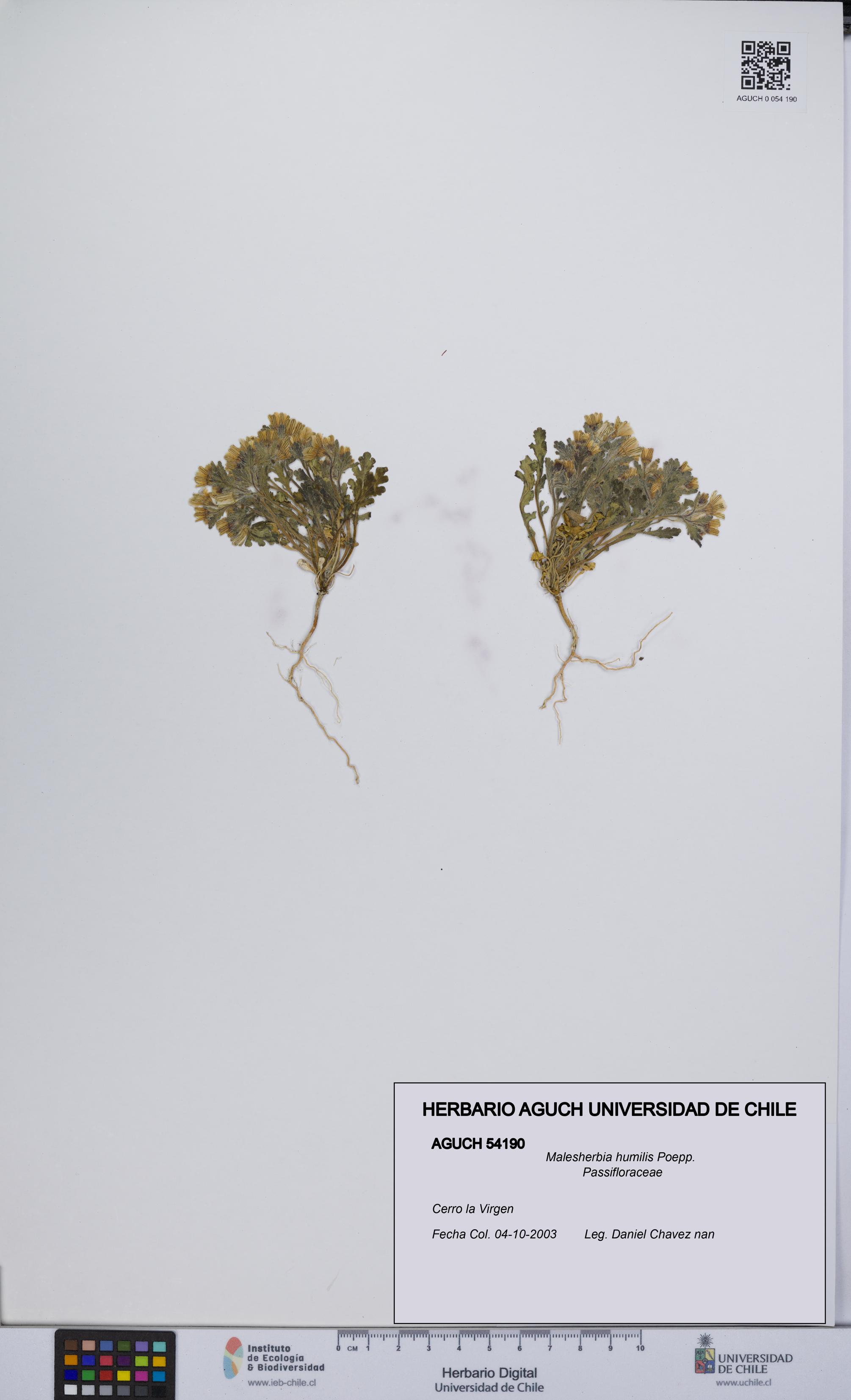 Malesherbia humilis [Espécimen: UCH:AGUCH:0054190]