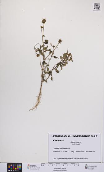 Bidens pilosa [Espécimen: UCH:AGUCH:0054217]
