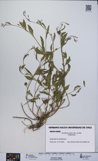 Oenothera rosea [Espécimen: UCH:AGUCH:0054223]