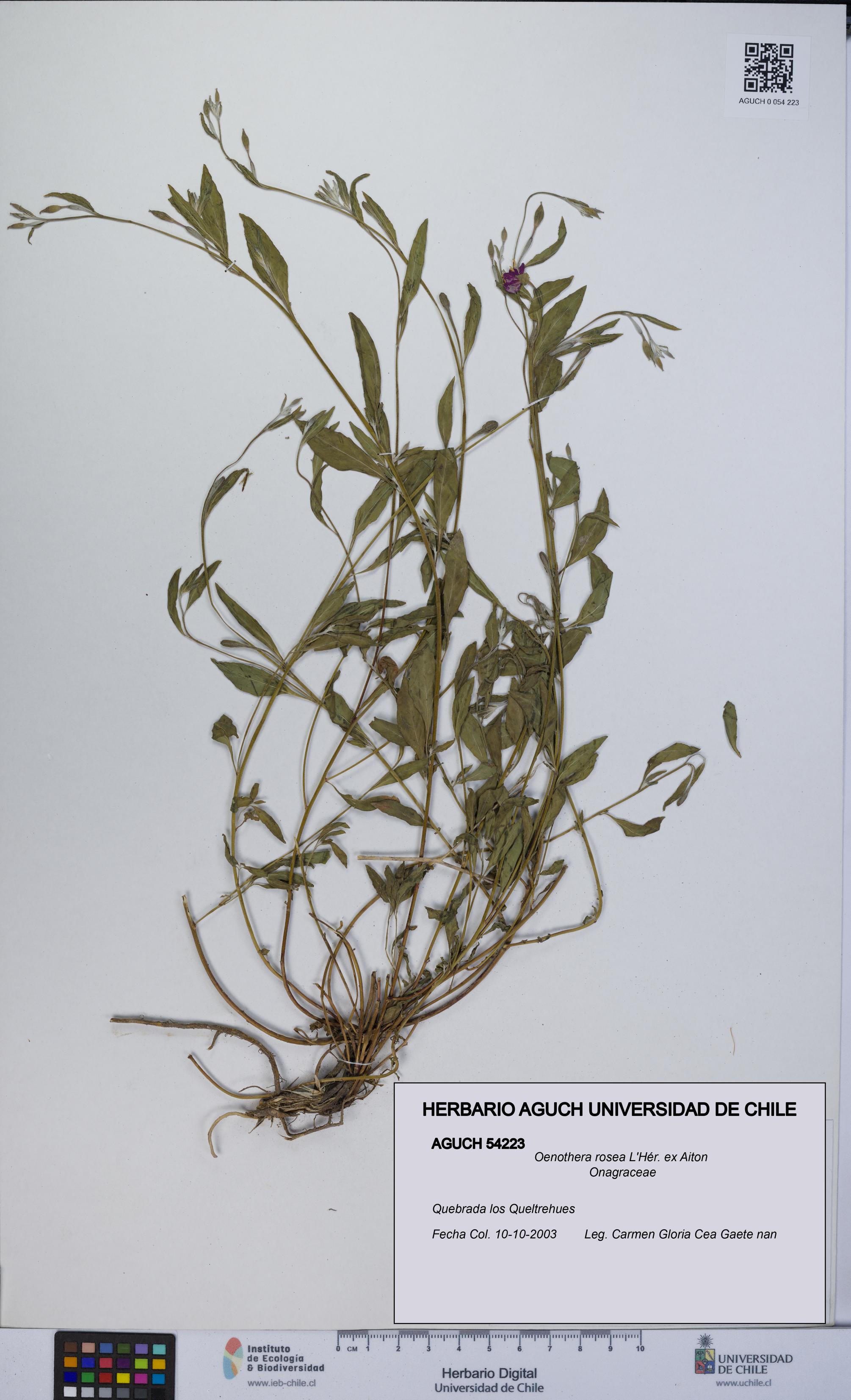 Oenothera rosea [Espécimen: UCH:AGUCH:0054223]