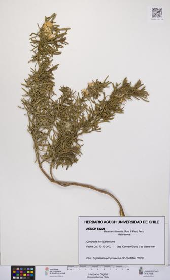 Baccharis linearis [Espécimen: UCH:AGUCH:0054226]