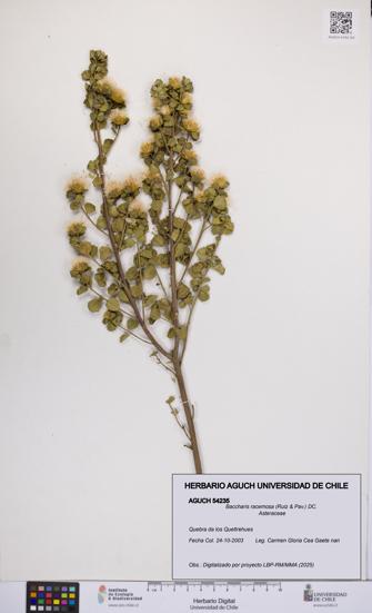 Baccharis racemosa [Espécimen: UCH:AGUCH:0054235]