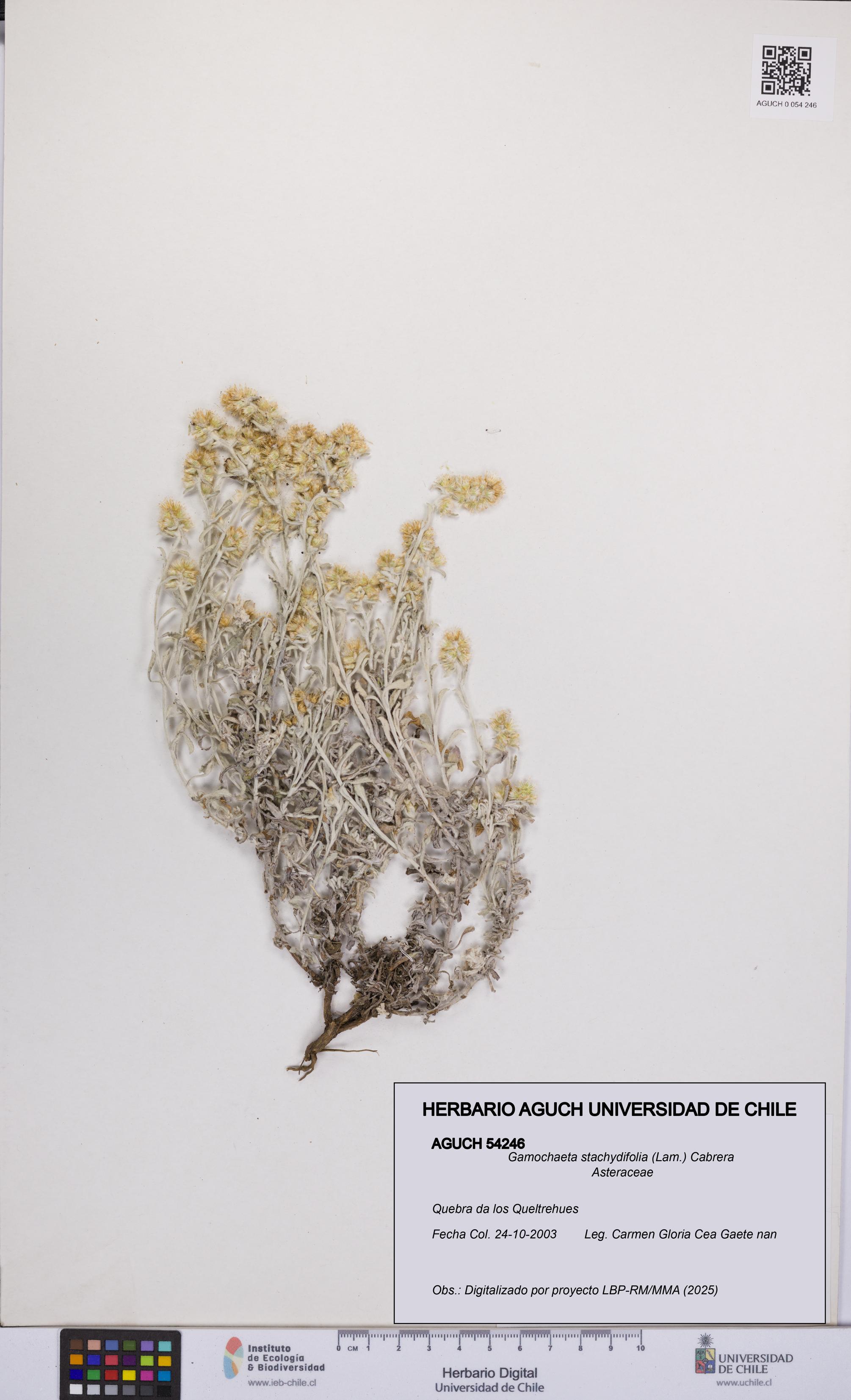 Gamochaeta stachydifolia [Espécimen: UCH:AGUCH:0054246]