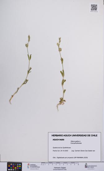 Silene gallica [Espécimen: UCH:AGUCH:0054253]