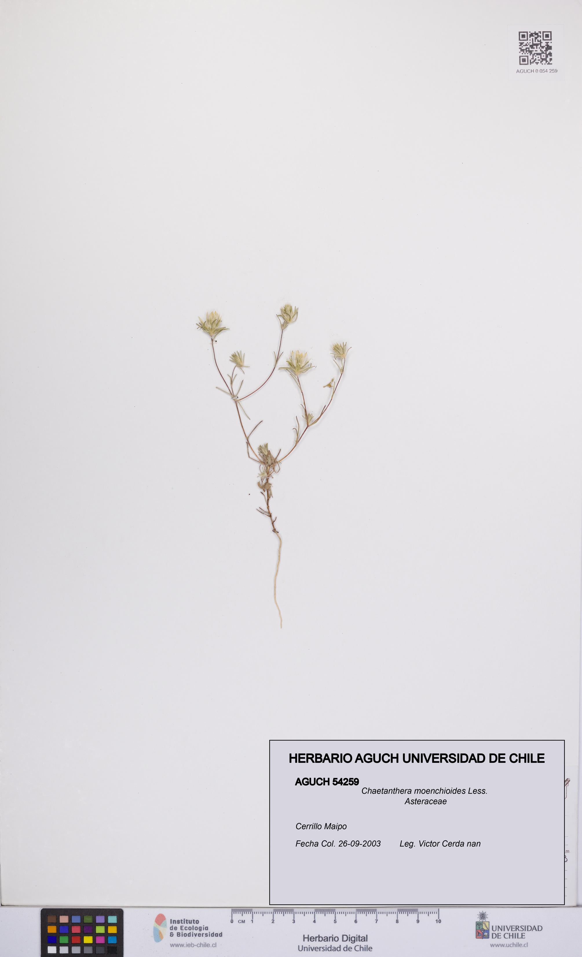Chaetanthera moenchioides [Espécimen: UCH:AGUCH:0054259]