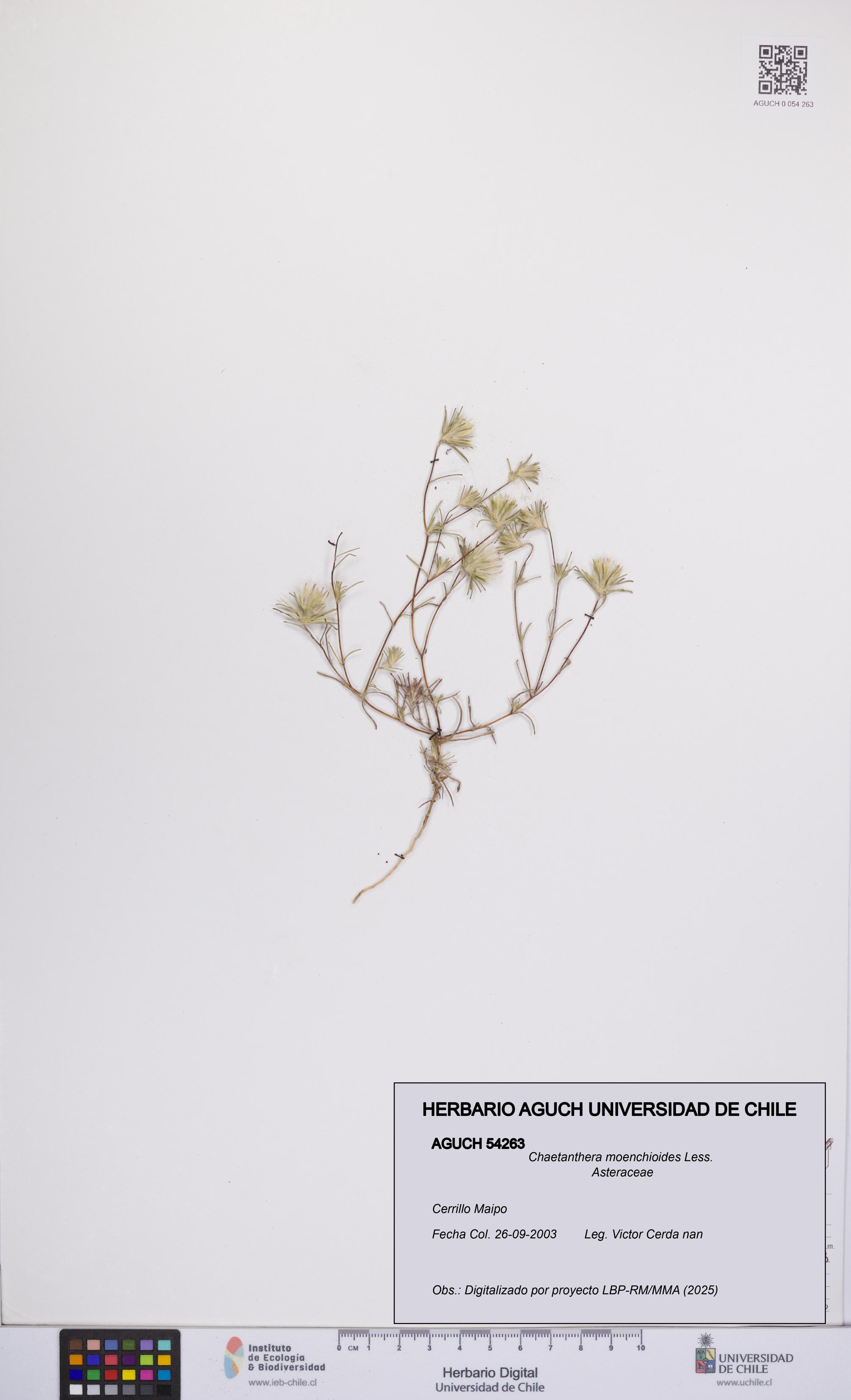 Chaetanthera moenchioides [Espécimen: UCH:AGUCH:0054263]