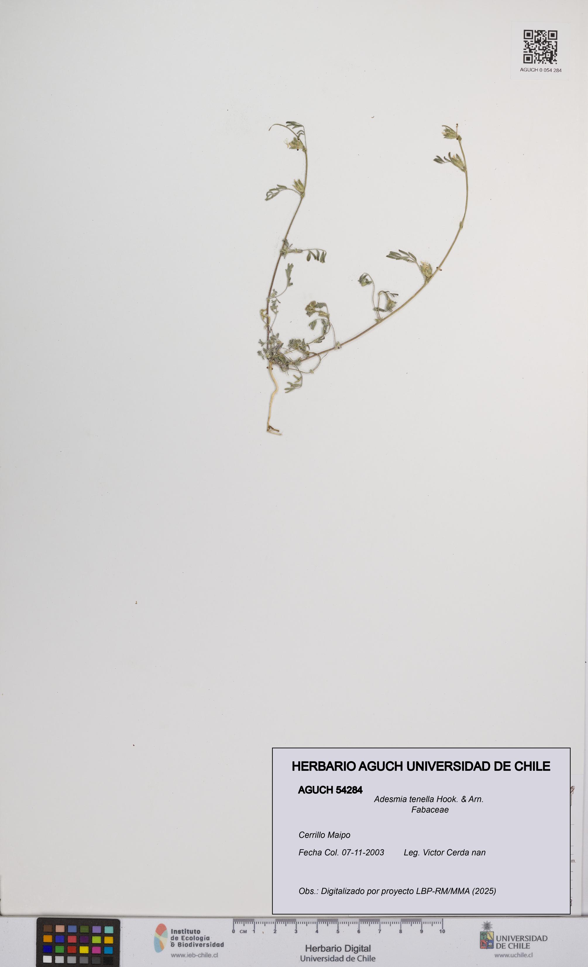Adesmia tenella [Espécimen: UCH:AGUCH:0054284]