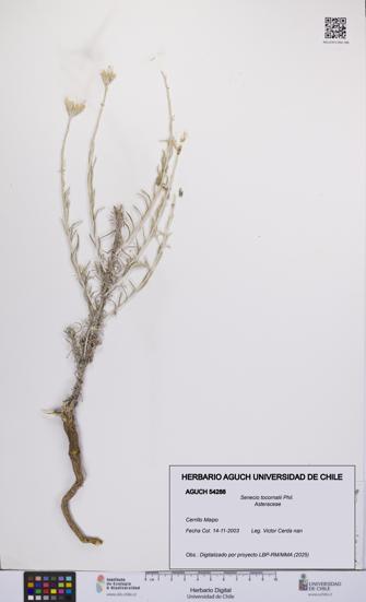 Senecio tocornalii [Espécimen: UCH:AGUCH:0054288]