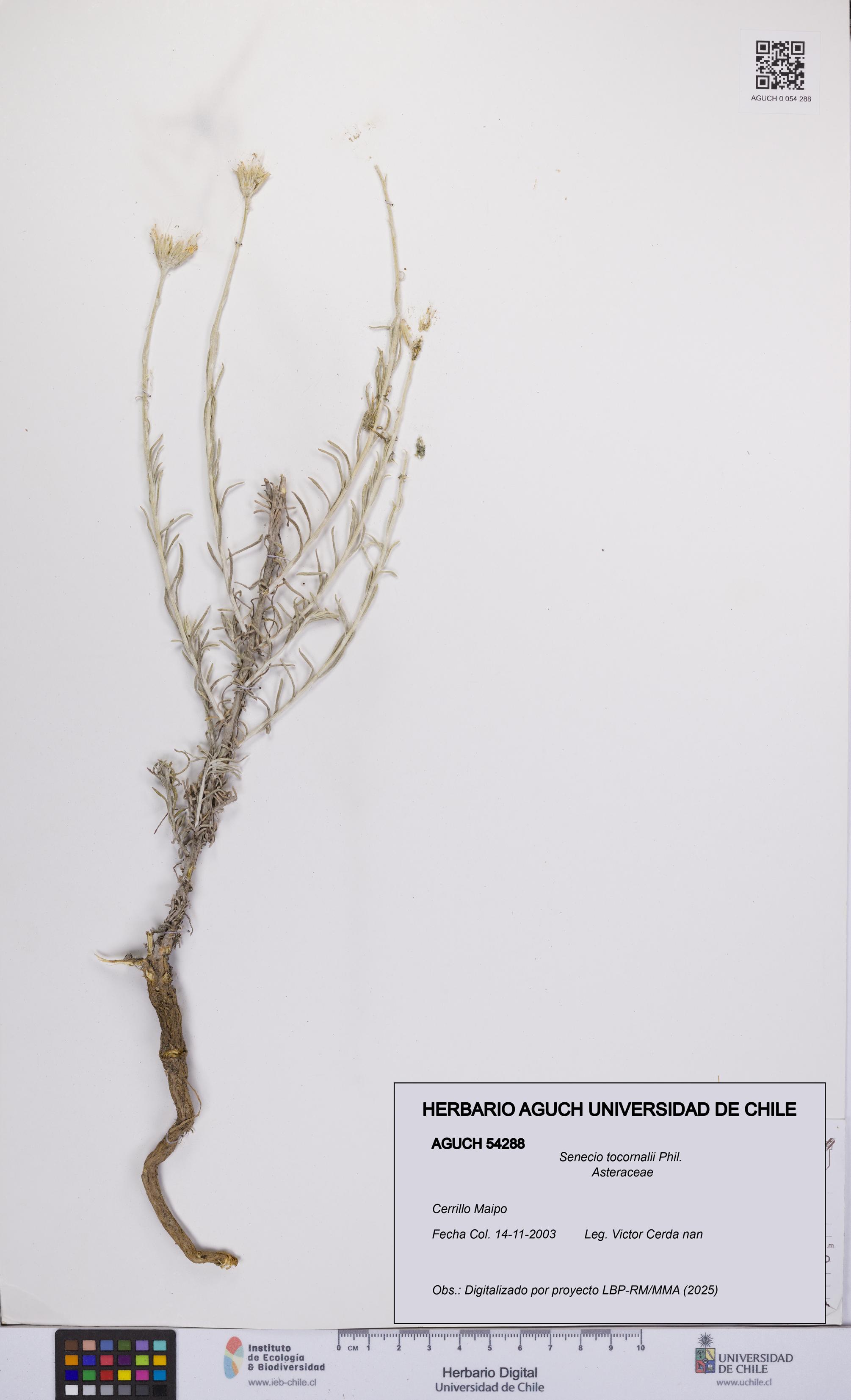 Senecio tocornalii [Espécimen: UCH:AGUCH:0054288]